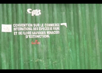L’ORGANE DE GESTION DE LA CITES SE BAT POUR METTRE FIN À LA CRIMINALITÉ FANIQUE ET FLORISTIQUE EN GUINÉE !