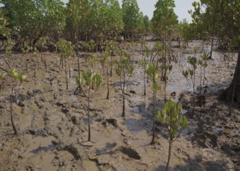 Restauration des forêts de Mangrove en Guinée : Un enjeu crucial pour la Protection de l&rsquo;Environnement et de la zone côtière !
