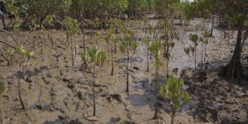 Restauration des forêts de Mangrove en Guinée : Un enjeu crucial pour la Protection de l&rsquo;Environnement et de la zone côtière !