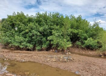 KAPORO/COMMUNE DE RATOMA : UNE FORÊT DE MANGROVE NICHÉE EN PLEINE VILLE, ATTIRE LES CITOYENS !