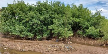 KAPORO/COMMUNE DE RATOMA : UNE FORÊT DE MANGROVE NICHÉE EN PLEINE VILLE, ATTIRE LES CITOYENS !