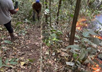INCENDIE DANS LA FORÊT CLASSÉE DE ZIAMA : UNE CATASTROPHE ÉCOLOGIQUE EN COURS…