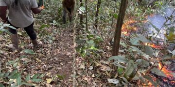 INCENDIE DANS LA FORÊT CLASSÉE DE ZIAMA : UNE CATASTROPHE ÉCOLOGIQUE EN COURS…