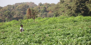TANÈNÈ (DUBREKA) : QUAND L’AGRICULTURE DEVIENT UN COMBAT POUR L’AVENIR !