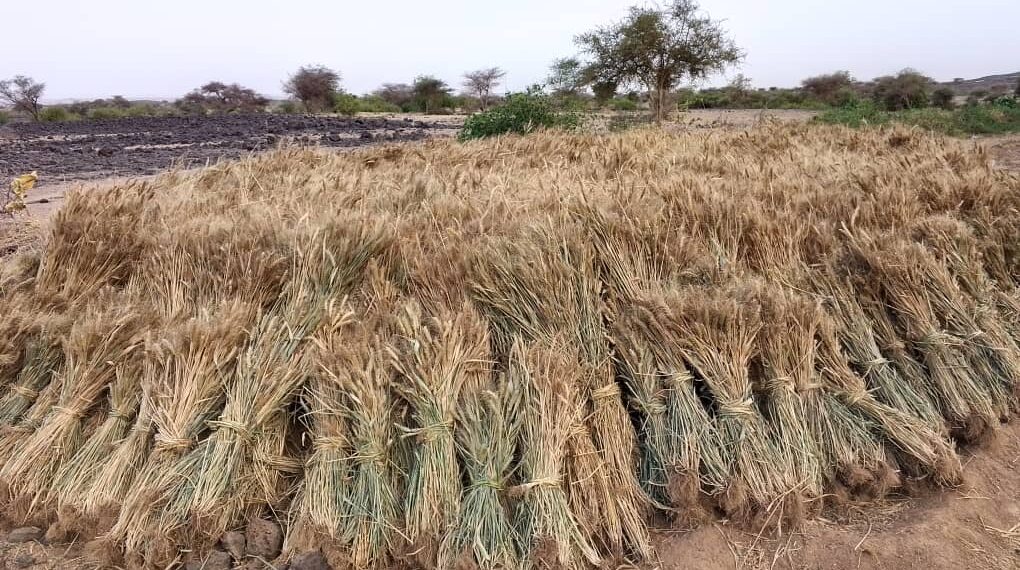 NIGER/ L’AGRICULTURE RENAIT DANS L’AÏR : QUAND LE DÉSERT DEVIENT UN GRENIER !