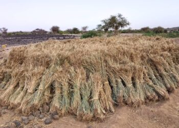 NIGER/ L’AGRICULTURE RENAIT DANS L’AÏR : QUAND LE DÉSERT DEVIENT UN GRENIER !