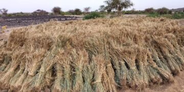 NIGER/ L’AGRICULTURE RENAIT DANS L’AÏR : QUAND LE DÉSERT DEVIENT UN GRENIER !