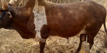 NIGER/DE LA SECHERESSE À L&rsquo;ABONDANCE : RÉSILIENCE AGROPASTORALE AU SUD DE ZINDER