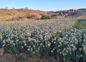 AÏR, UN GRÉNIER STRATÉGIQUE DU NIGER, AU CŒUR DE LA RÉCOLTE DES SEMENCES D’OIGNON, DE L’AIL ET DU BLÉ