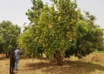 LA SAISON DES MANGUES AU NIGER : UN FESTIVAL DE SAVEURS, DE SAVOIR ET DE SANTÉ !