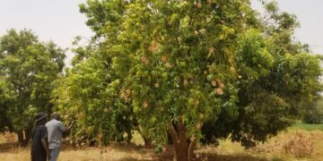LA SAISON DES MANGUES AU NIGER : UN FESTIVAL DE SAVEURS, DE SAVOIR ET DE SANTÉ !