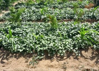Agriculture/Niger:  La patate douce rouge de Droum , une culture de résilience aux multiples valeurs pour le pays