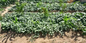 Agriculture/Niger:  La patate douce rouge de Droum , une culture de résilience aux multiples valeurs pour le pays