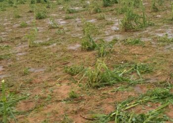 Niger/ Une pluie de grêle exceptionnelle a frappé les régions de Maradi et Zinder : de lourds dégâts sur les cultures et les habitations !