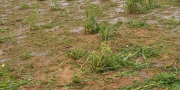 Niger/ Une pluie de grêle exceptionnelle a frappé les régions de Maradi et Zinder : de lourds dégâts sur les cultures et les habitations !