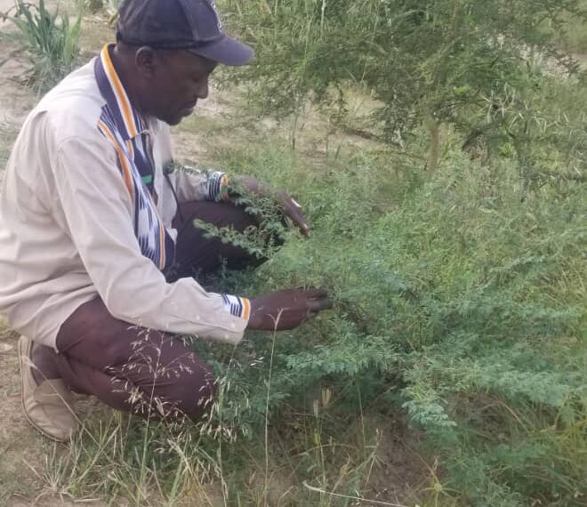 Indigofera tinctoria : une ressource végétale à fort potentiel d’innovations technologiques à revaloriser