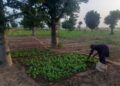 Zinder/Niger : le maraîchage périurbain, une tradition nourricière au cœur du Damagaram