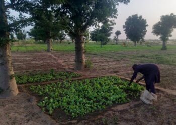 Zinder/Niger : le maraîchage périurbain, une tradition nourricière au cœur du Damagaram