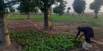 Zinder/Niger : le maraîchage périurbain, une tradition nourricière au cœur du Damagaram