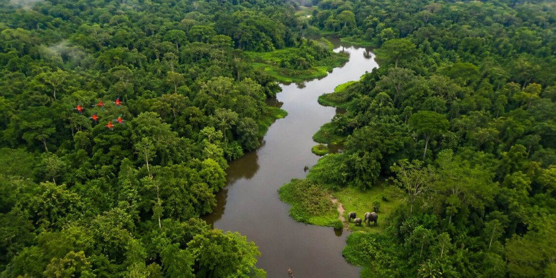 La journée mondiale de la biodiversité : préserver la vie pour les générations futures