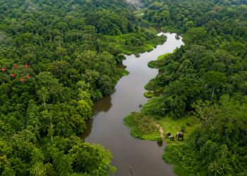La journée mondiale de la biodiversité : préserver la vie pour les générations futures